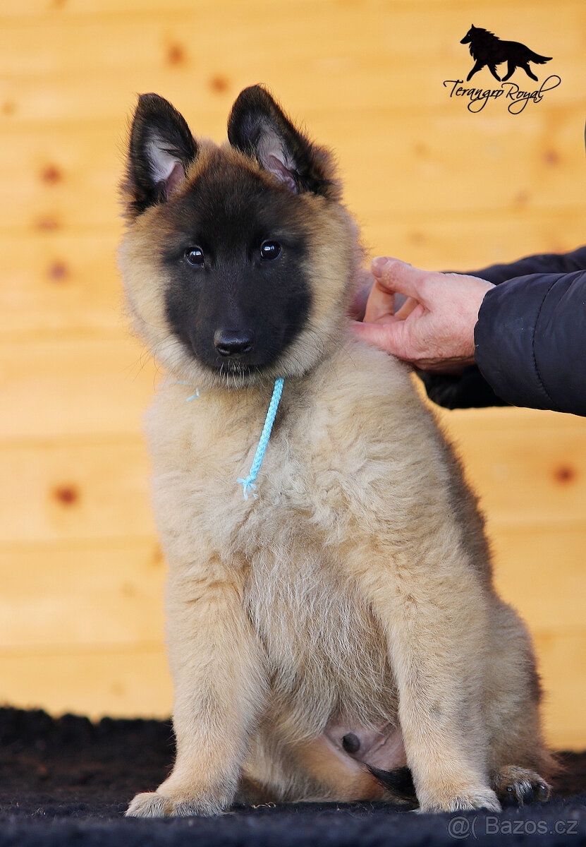 Belgický ovčák Tervueren s PP - štěňátka k odběru - kluci - 8