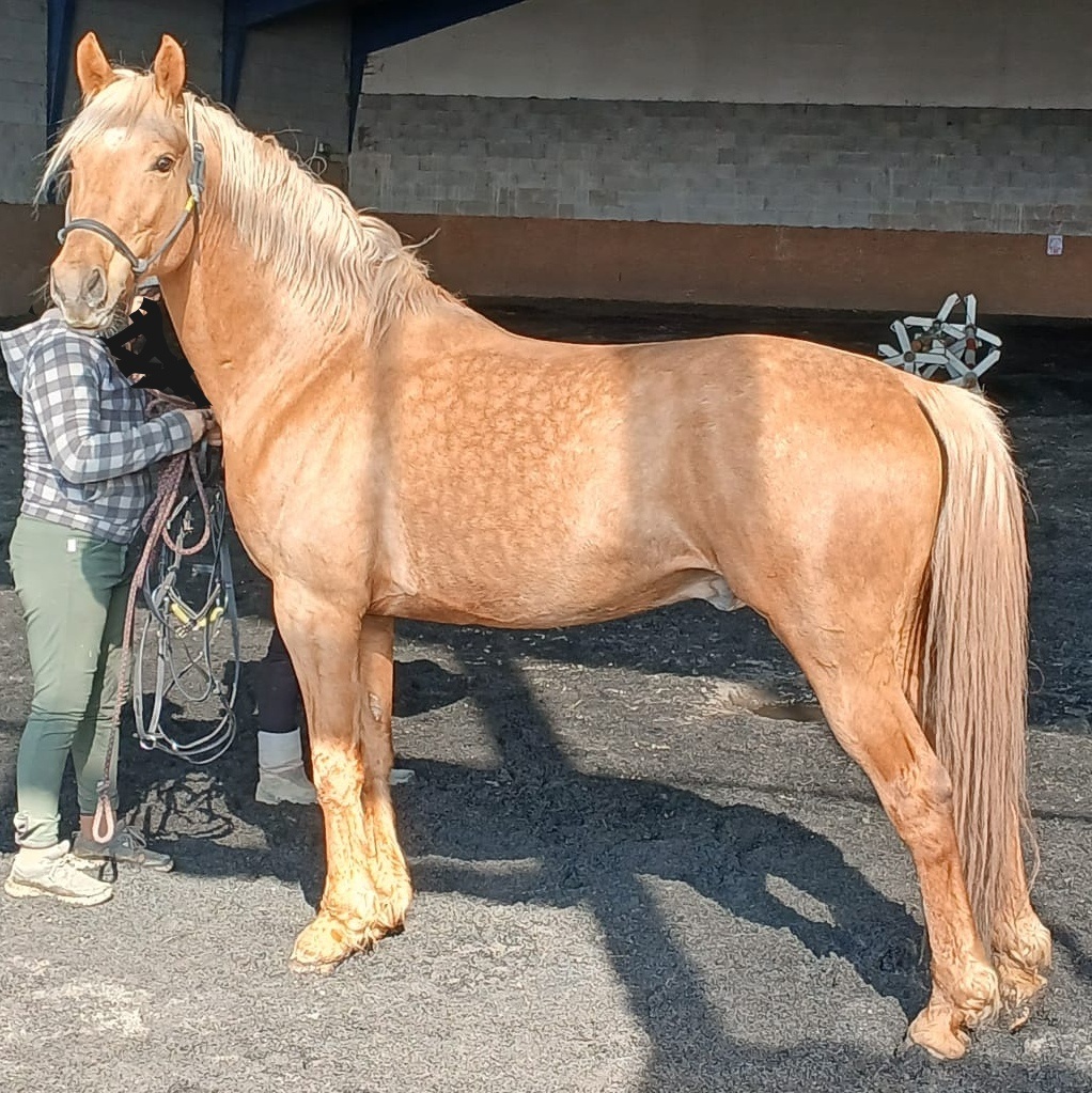 Hřebec / valach welsh part bred - 8