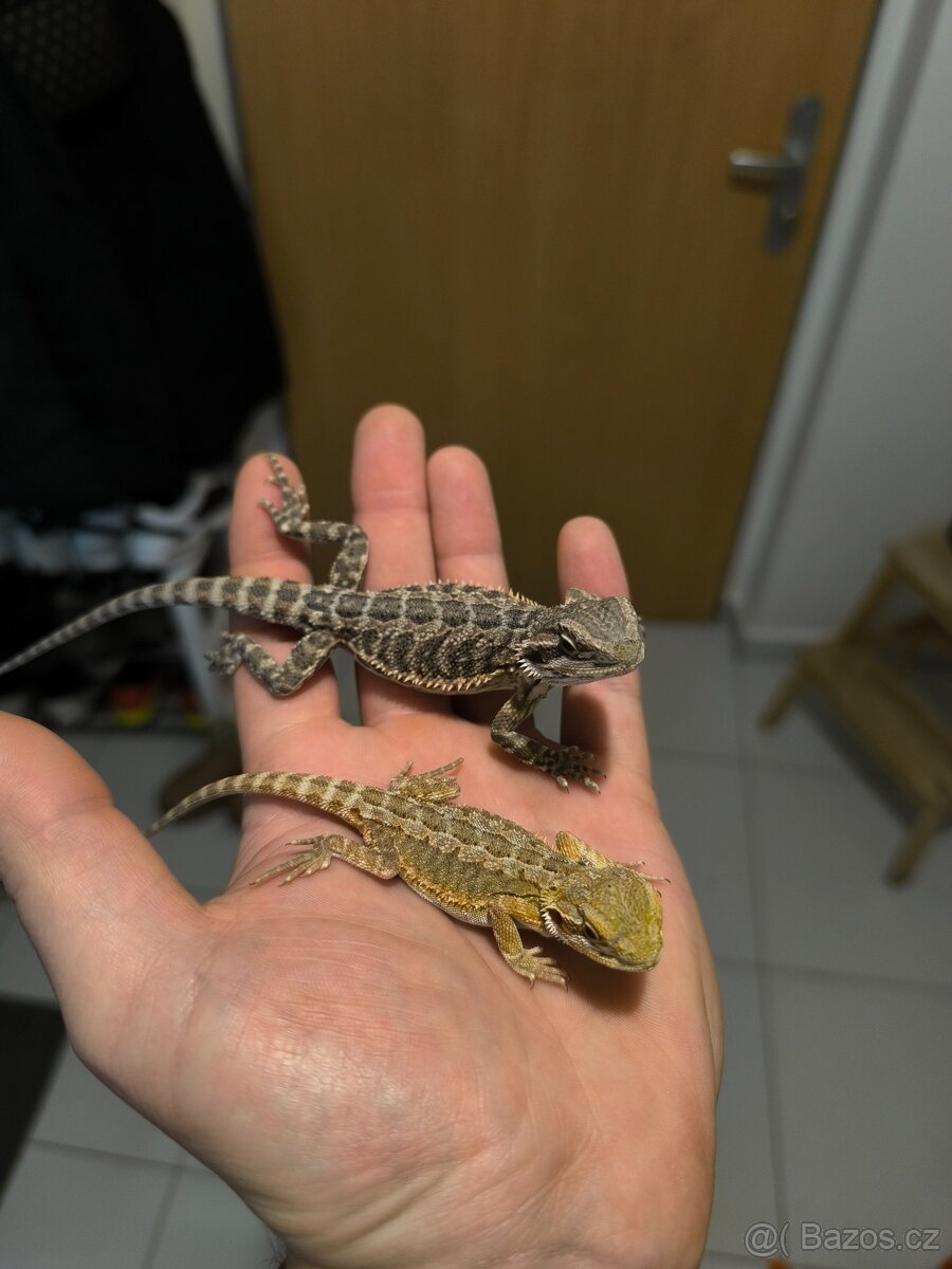Agama vousatá České Budějovice - 8