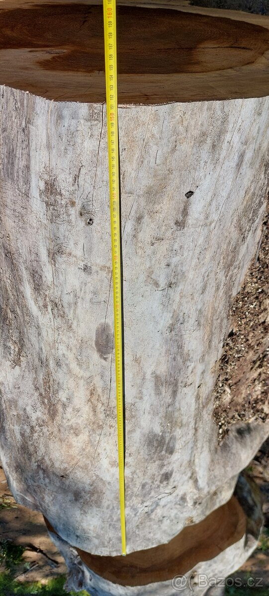 Dutý kmen jilm horský - 8