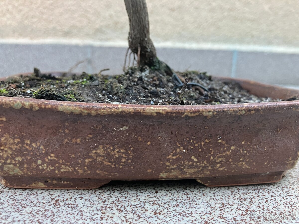 Bonsai, Bonsaj, japonský javor - 8