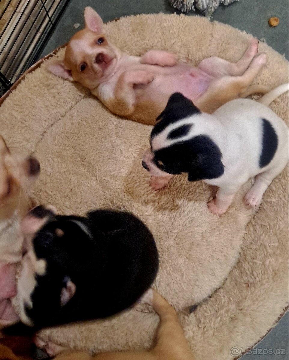 Prodám krásná štěňátka čivavy bez PP – 7 týdnů - 8