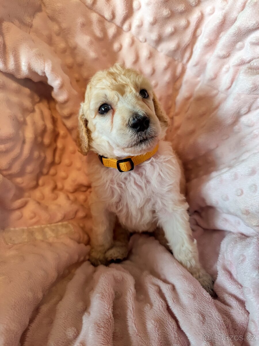 Pudl velký bílý - 8