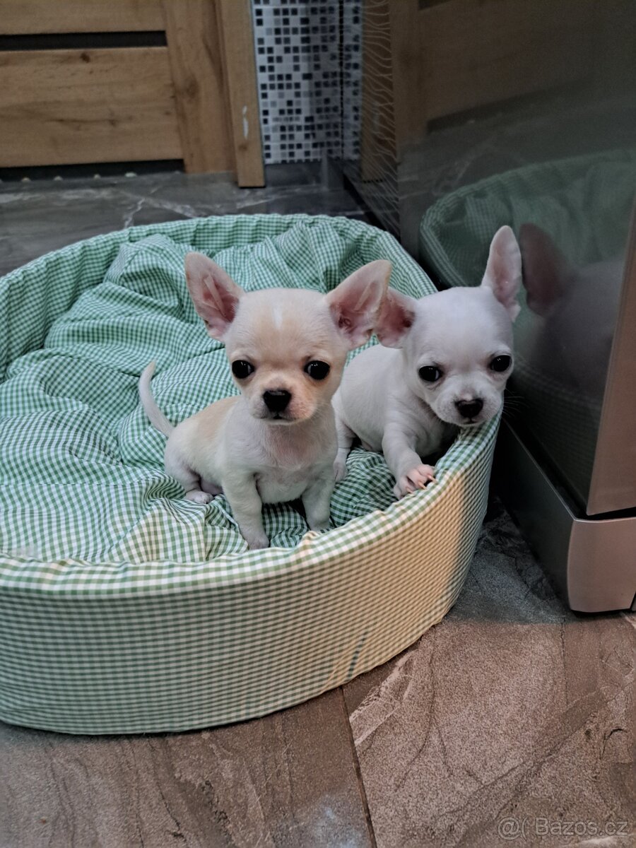 Čivava Mini pejsci - 8