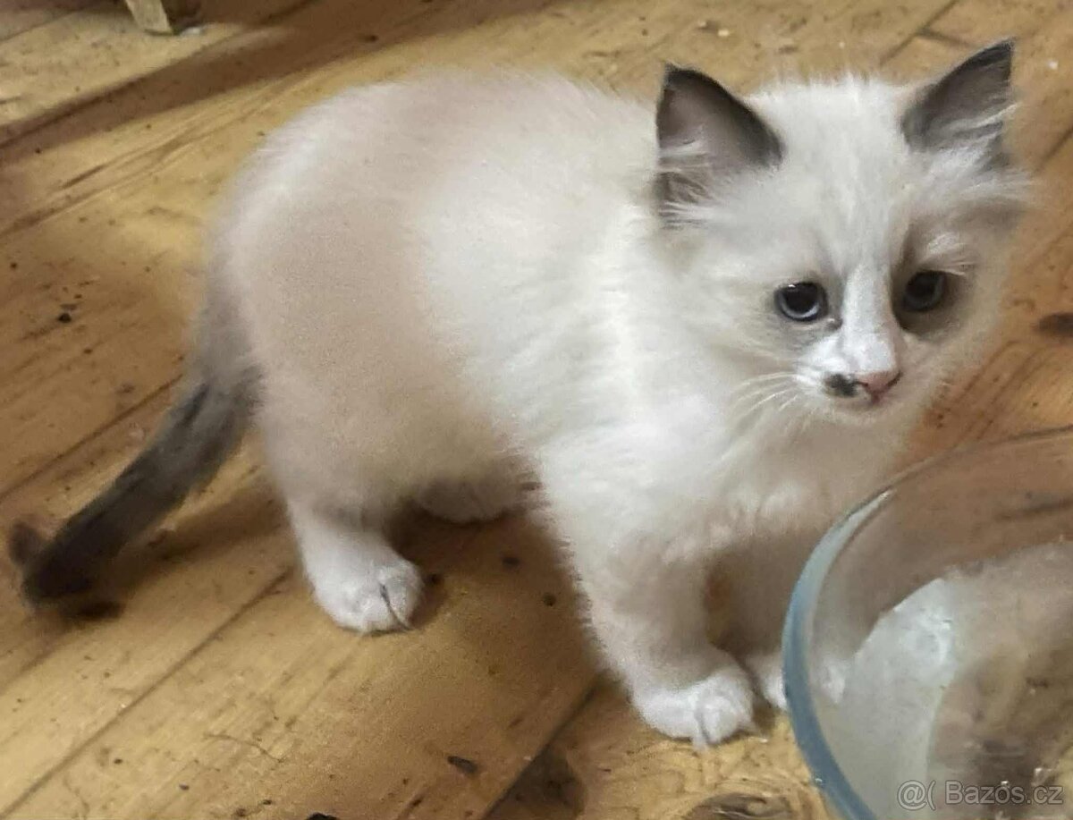 Ragdoll - koťata/kocourci bez PP - 8
