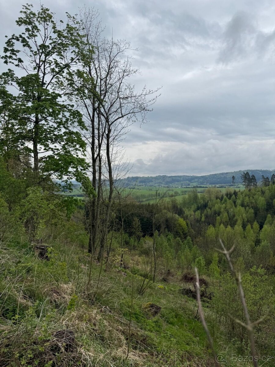 Prodám lesní pozemky v k.ú. Bukovina u Čisté. - 8