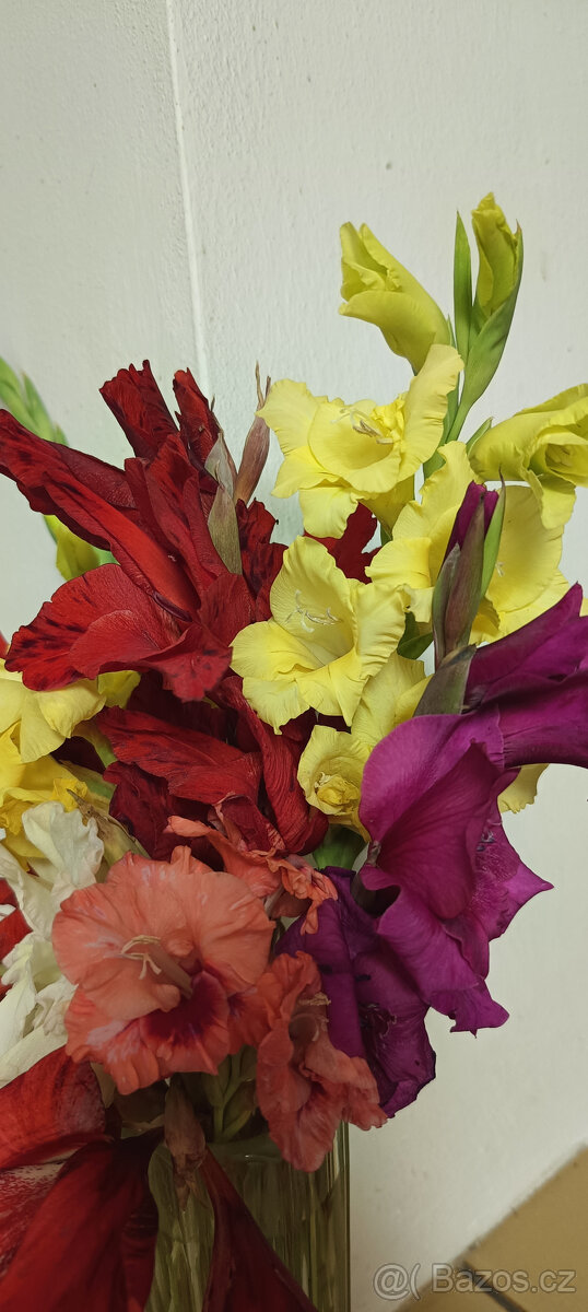 Cibule MEČÍKů - - - viz text a foto - 8