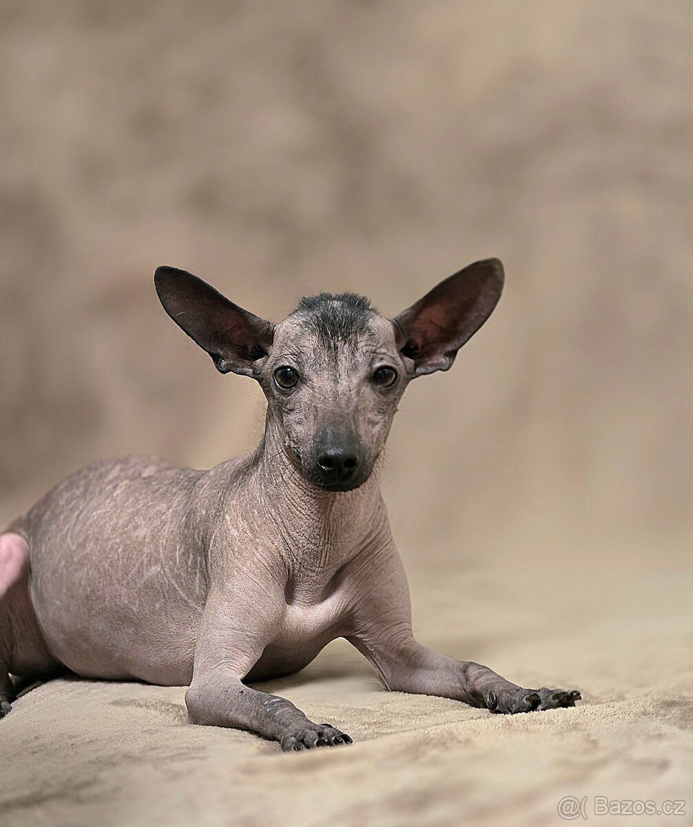 Mexický naháč miniatúrny- mini xolo s PP - 8