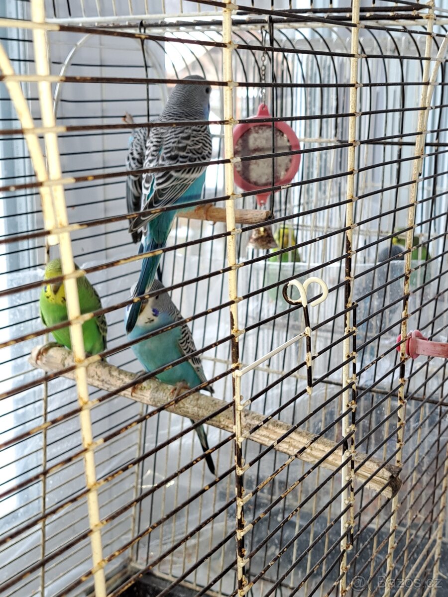 Andulka vlnkovaná - mláďátko - sameček - 8