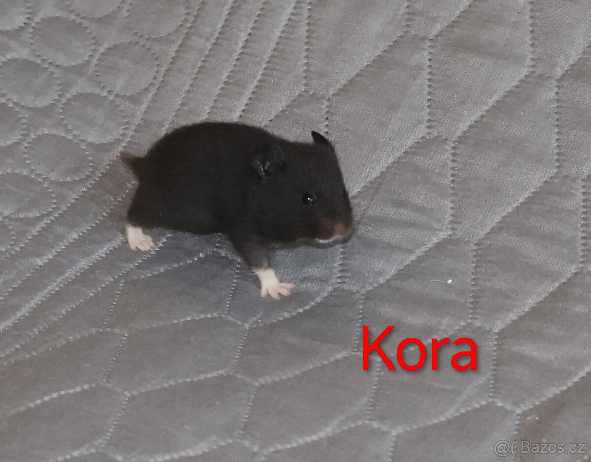 Křeček syrský s PP - vrh K - 8