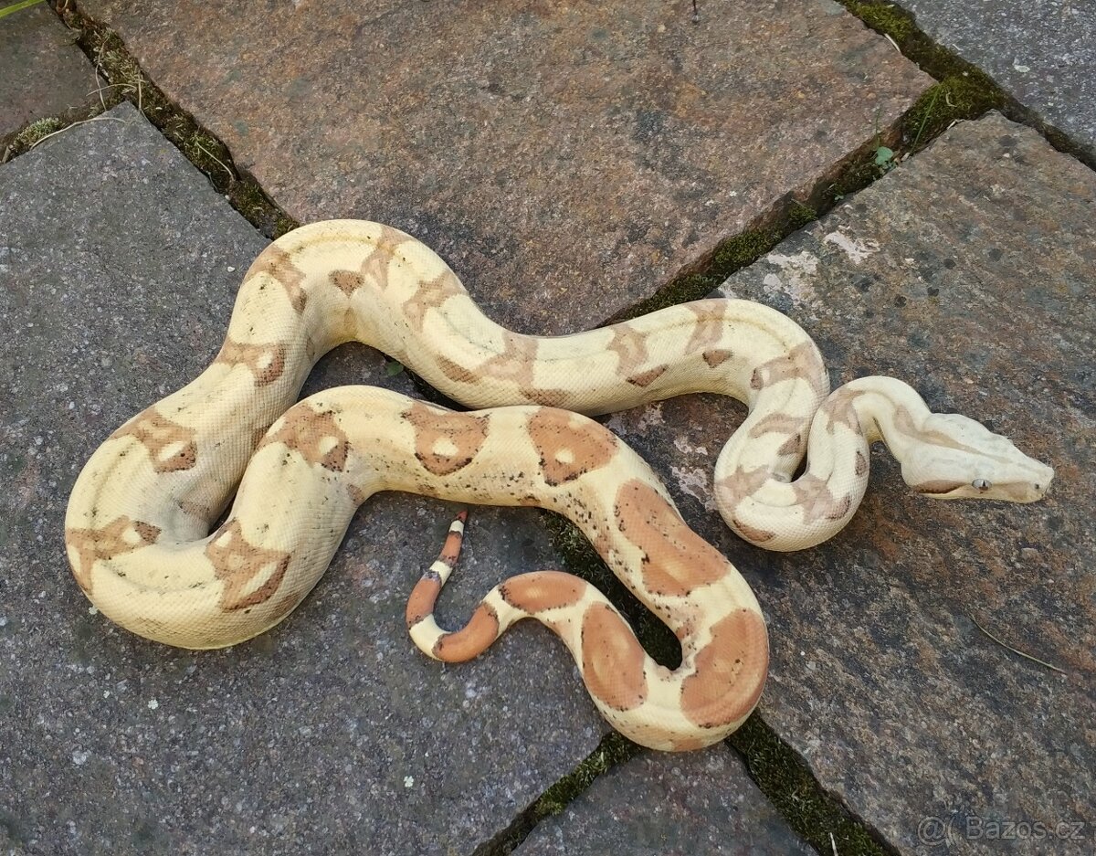 Boa imperator - Hypo RLT het VPI, Ghost het VPI, VPI Sunglow - 8