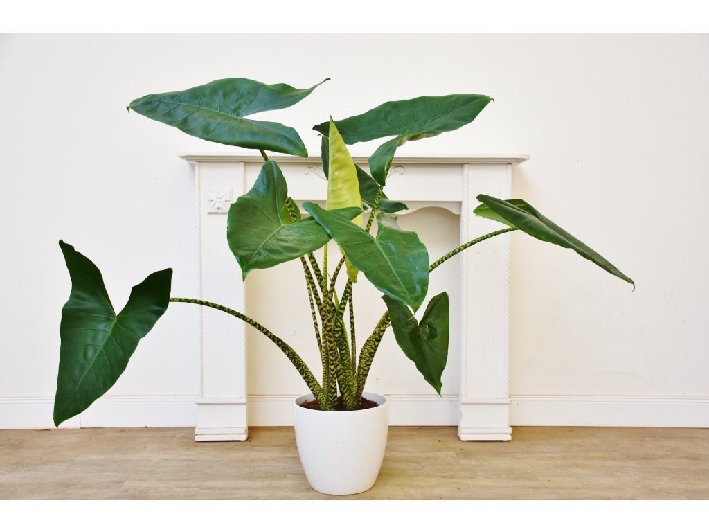 Exotické pokojovky - 8