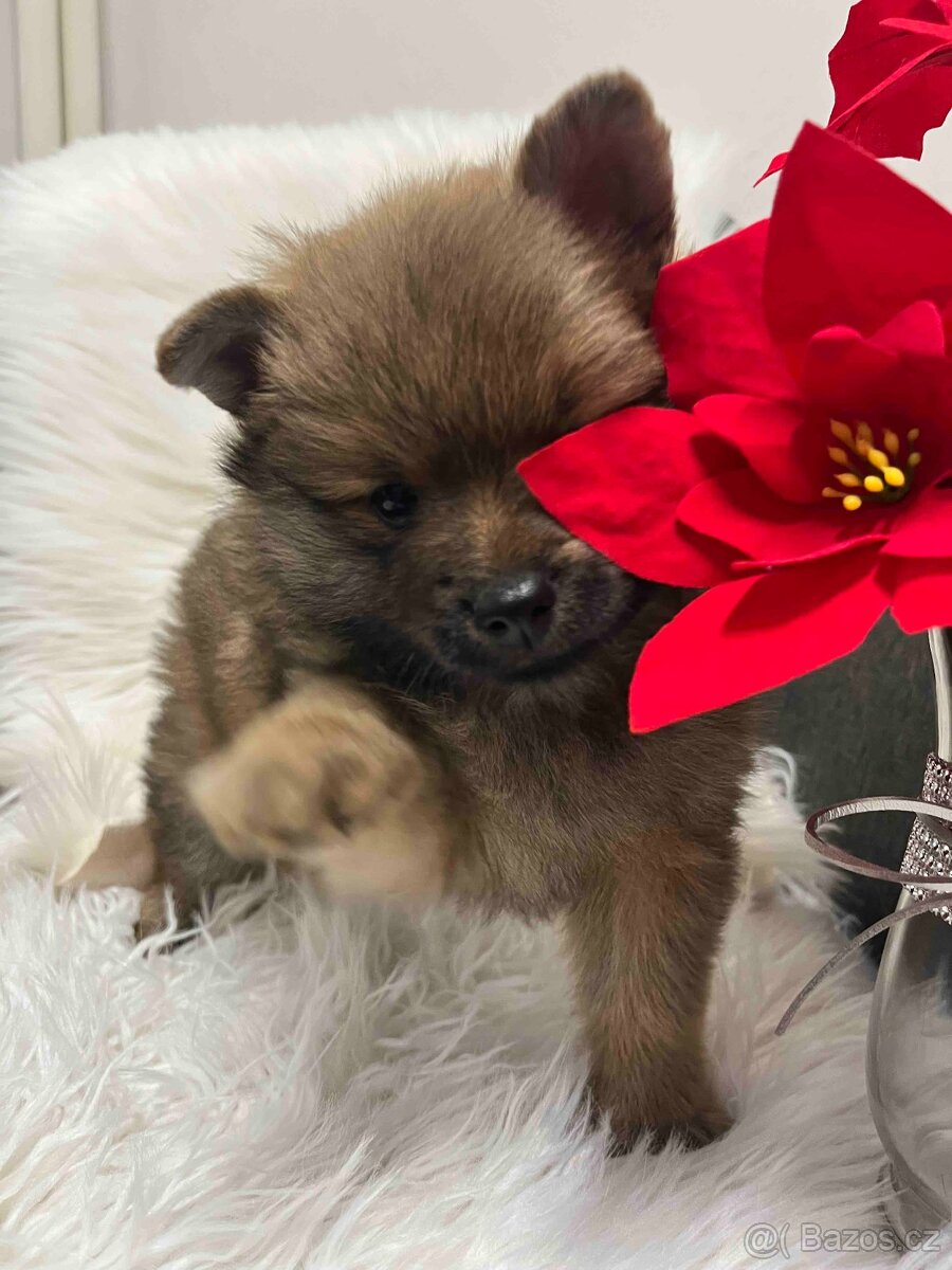 Německý špic střední - 8