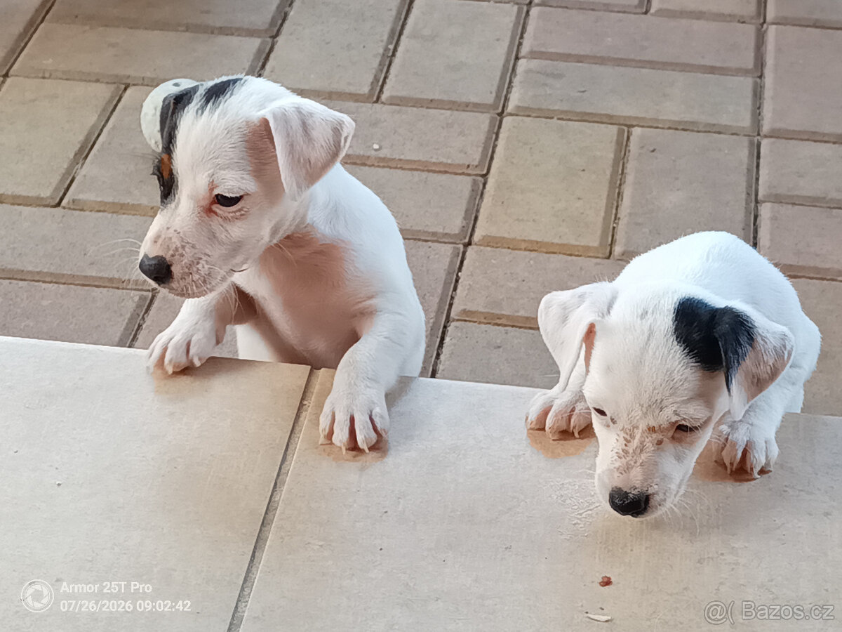 Jack Russel teriér - 8