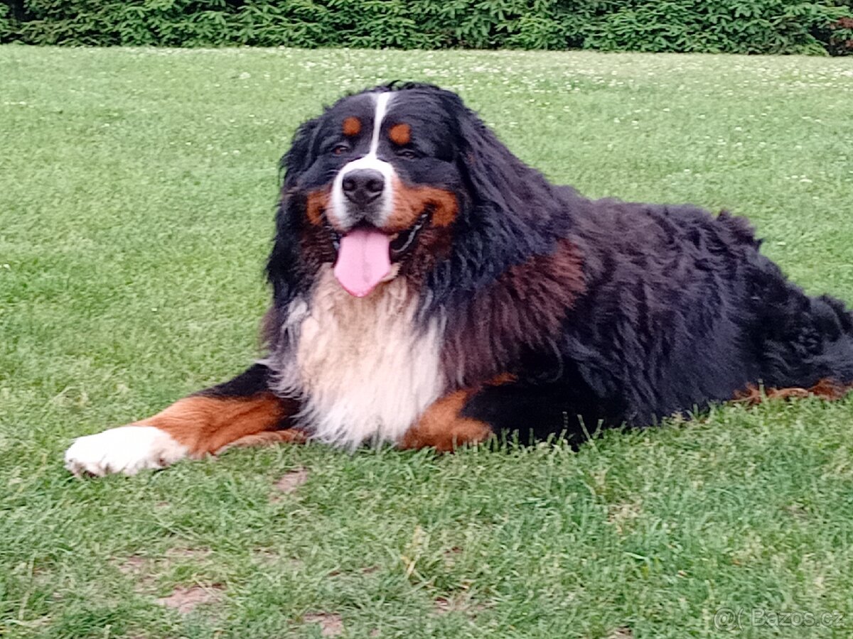 Krytí- Bernsky salašnický pes - 8