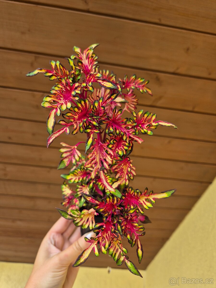 Africké okrasné kopřivy COLEUS SEMENA - 8