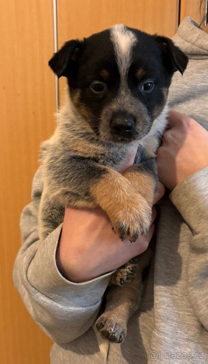 Australský honácký pes - 8