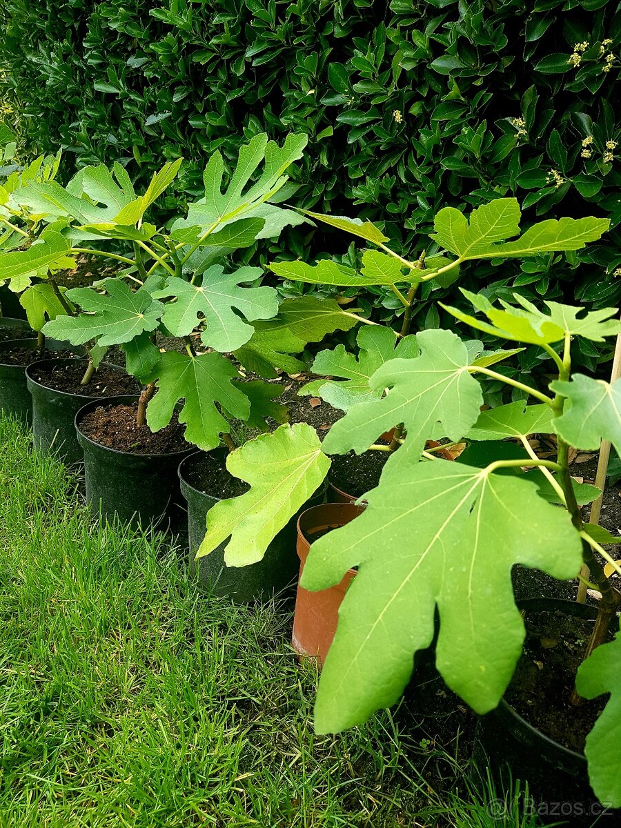 Fíkovník, Ficus Carica, Smokvoň, Brown Turkey, keře, stromky - 8