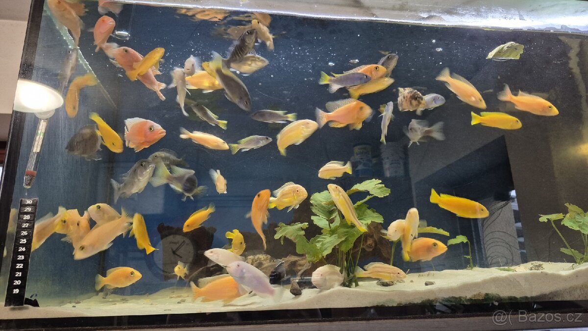 Krmení pro ryby Tlamovci Malawi - 8