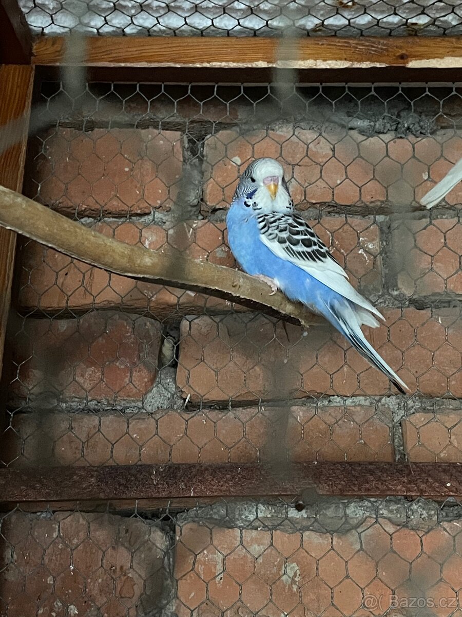 🦜Mladé andulky🦜 - 8