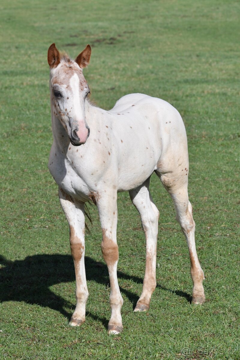 Appaloosa hřebeček - 8