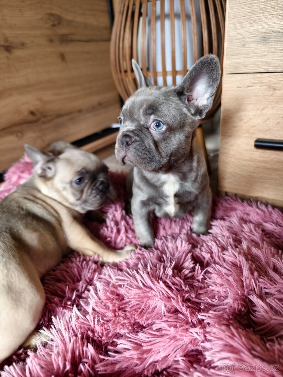Francouzský buldoček štěňátka - 8