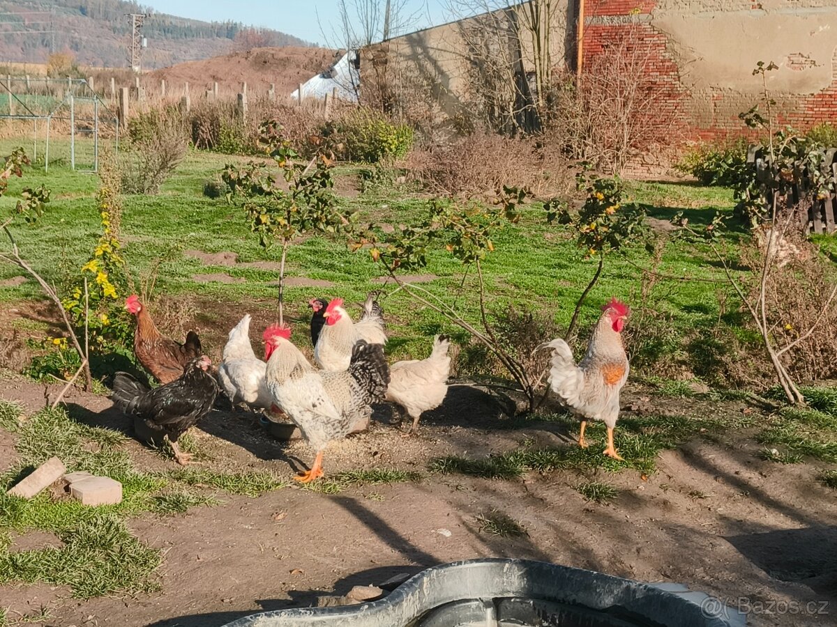 Prodám domácí kohouty a slepice - 8