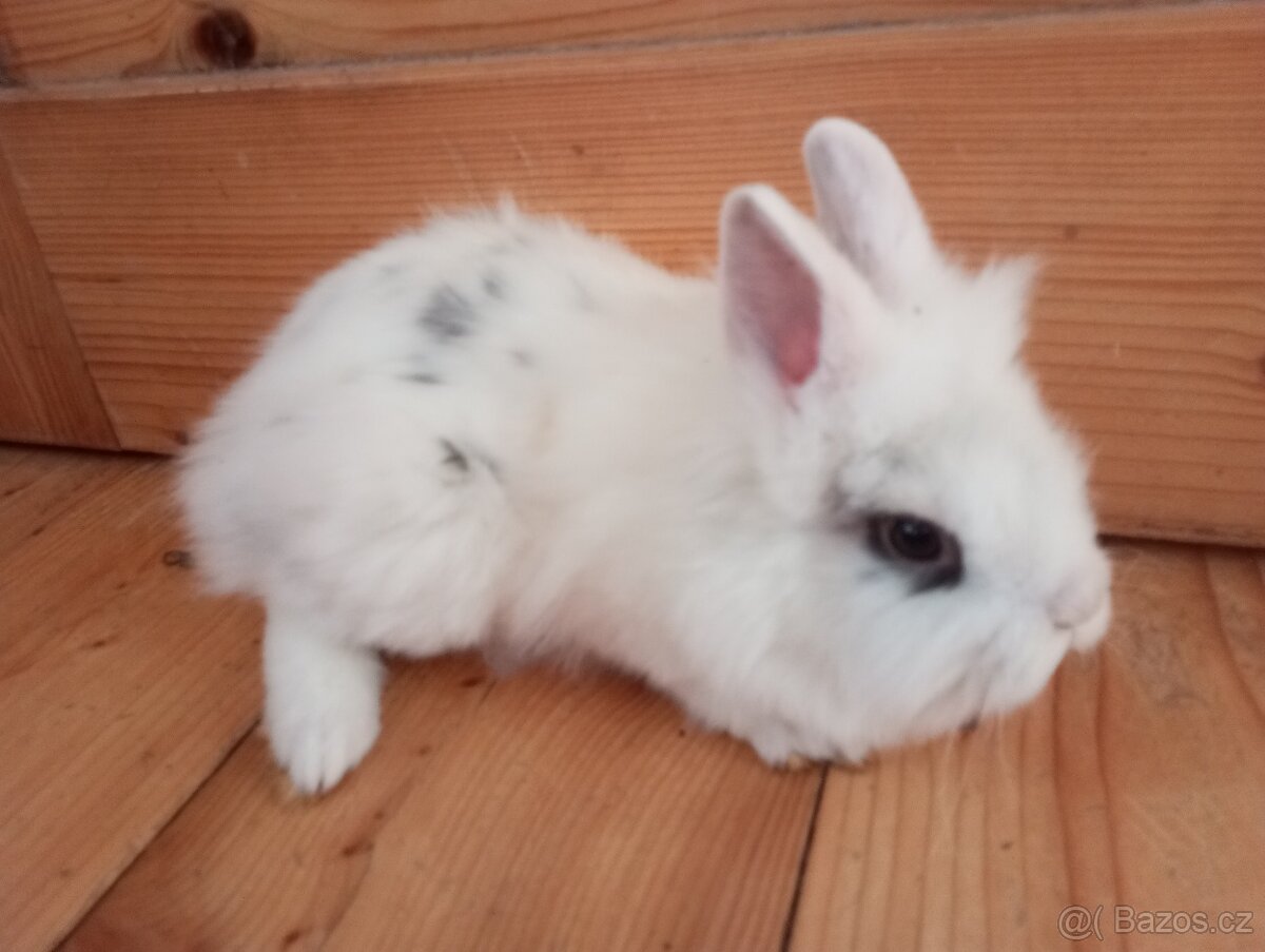 Prodám zakrslá králíčata - 8