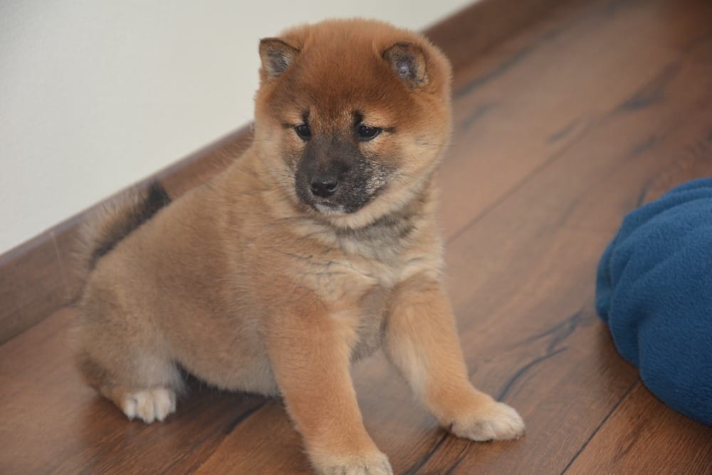 Shiba inu s průkazem původu - 8