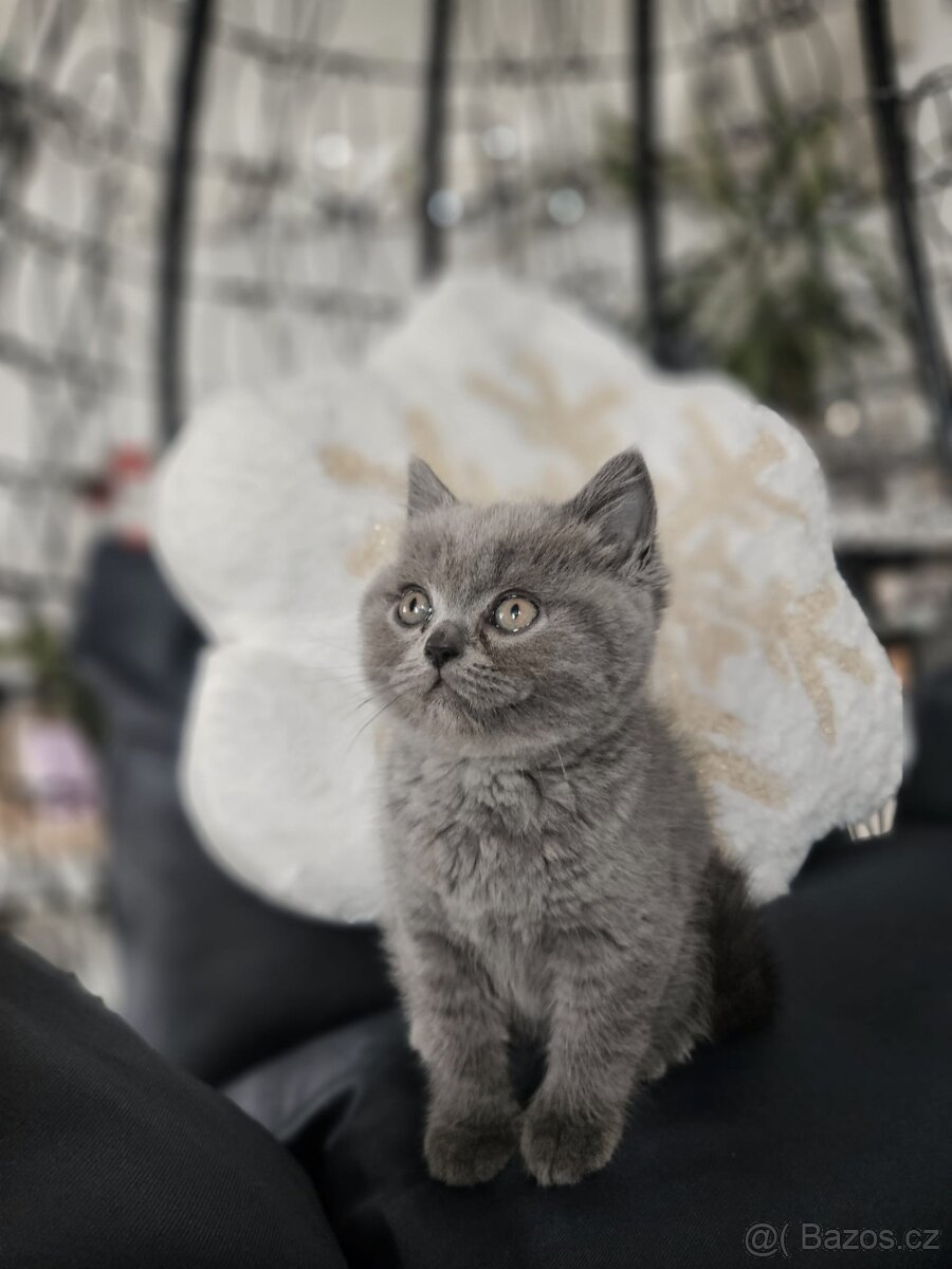 Britská koťátka - 8