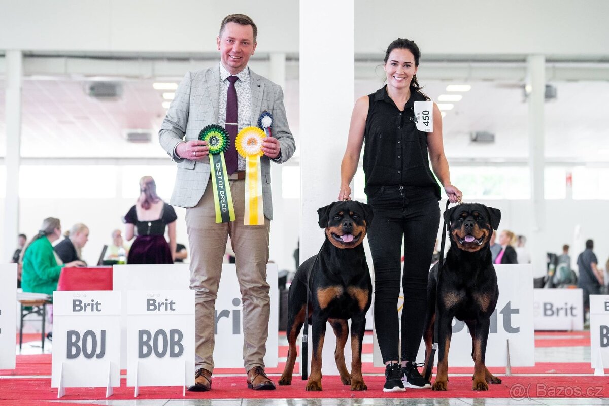 Štěňata rotvajler s PP - Rottweiler - štěně RTW - 8