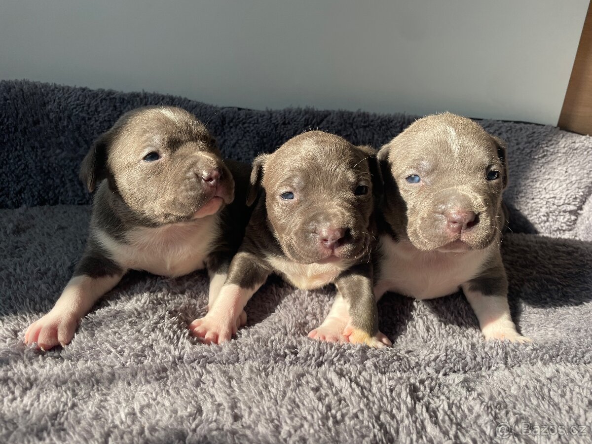 American Bully x Staford - 8