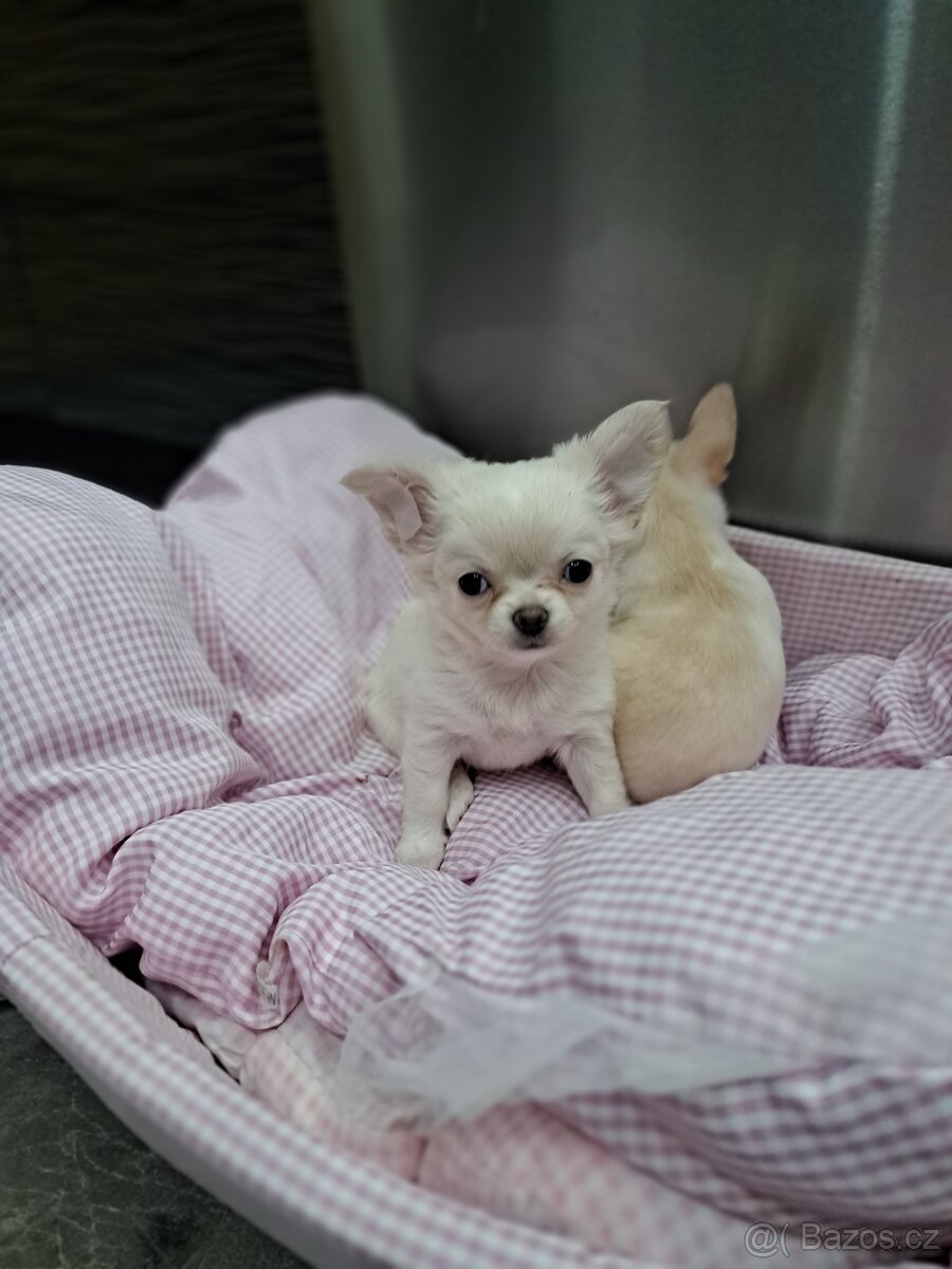 Čivava mini fenečka - 8