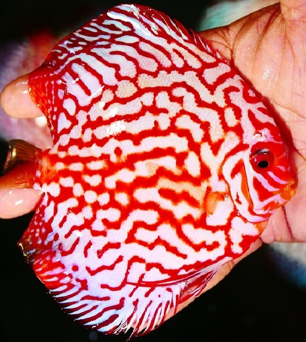 Prodej terčovců, L-sumců, skalár, rejnoků a jiných ryb - 8