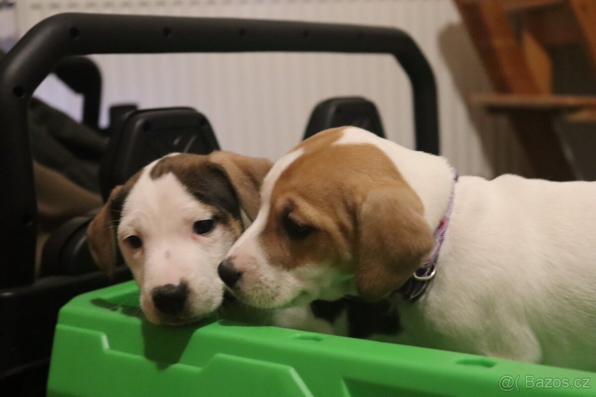 Jack Russell teriér - 8