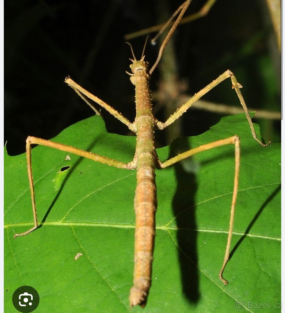 Daruji strašilky do dobrých rukou - 8