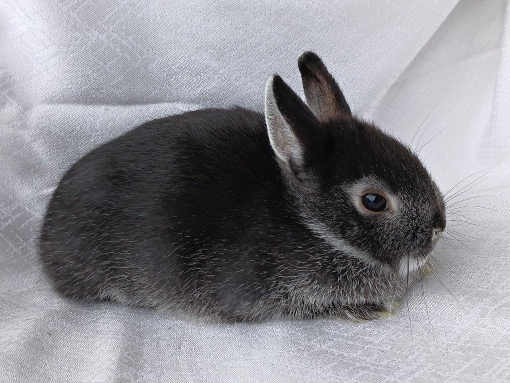 Zakrslí beránci a bílopesíkatí králíčci s rodokmenem - 8