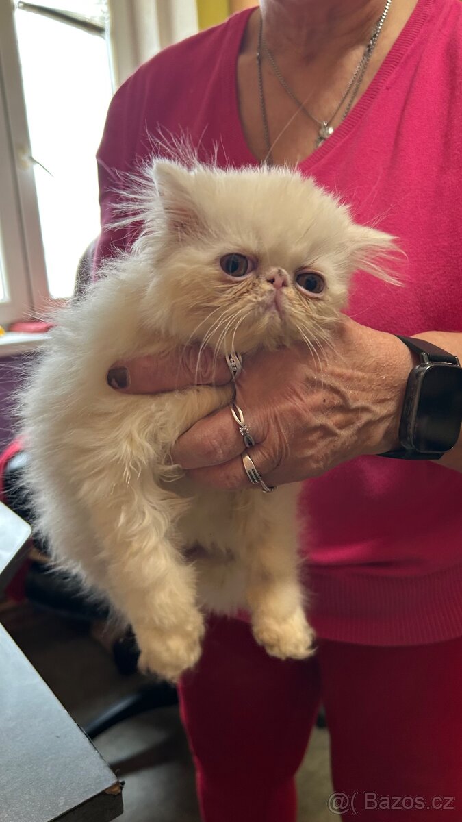 Perské kotě - 8