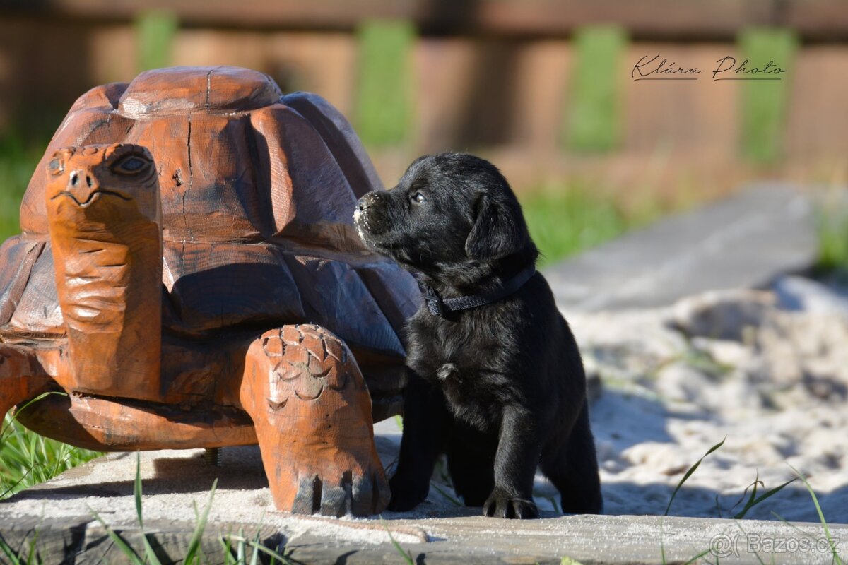 Štěňata - 8