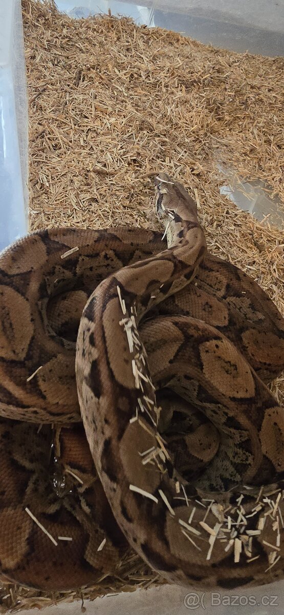 Boa constrictor - 8