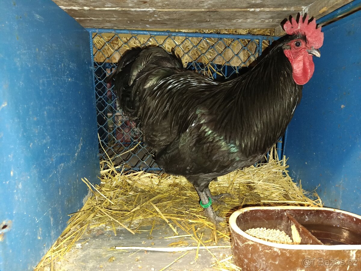 Australky kohouti - 8