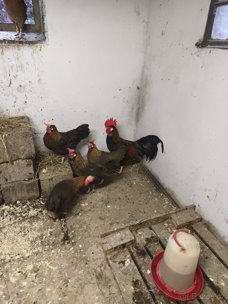 Nasadová vajíčka - 8