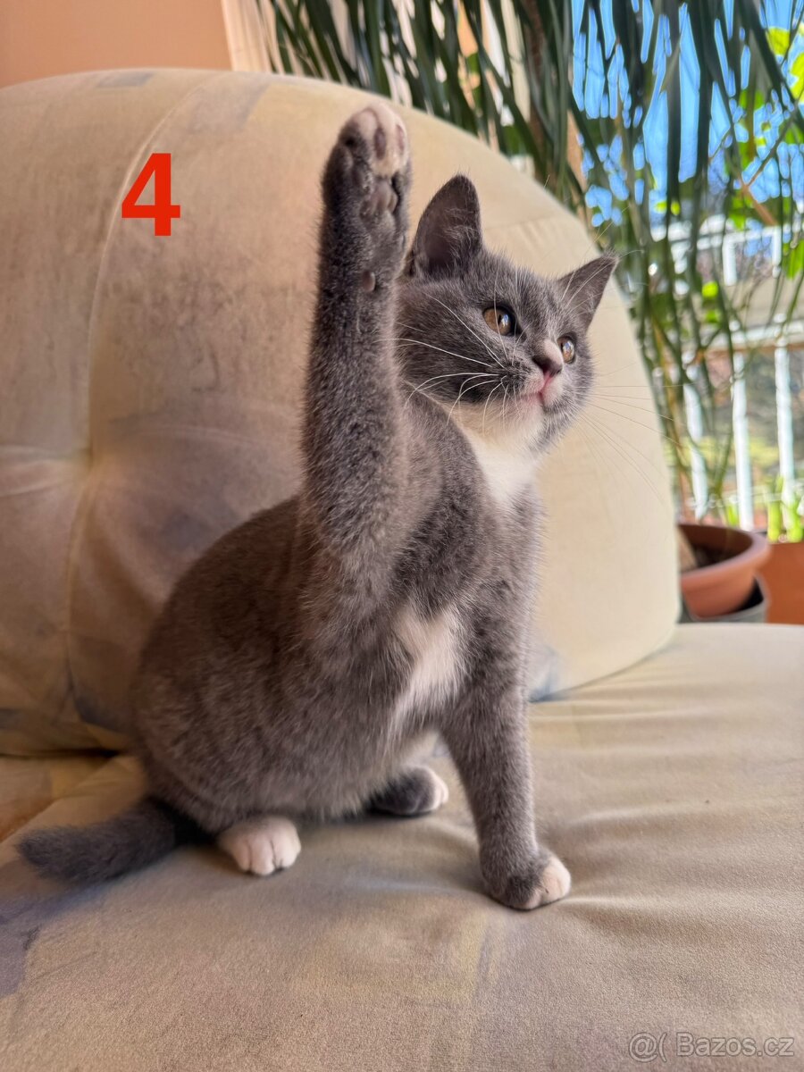 Modrá britská koťátka - 8