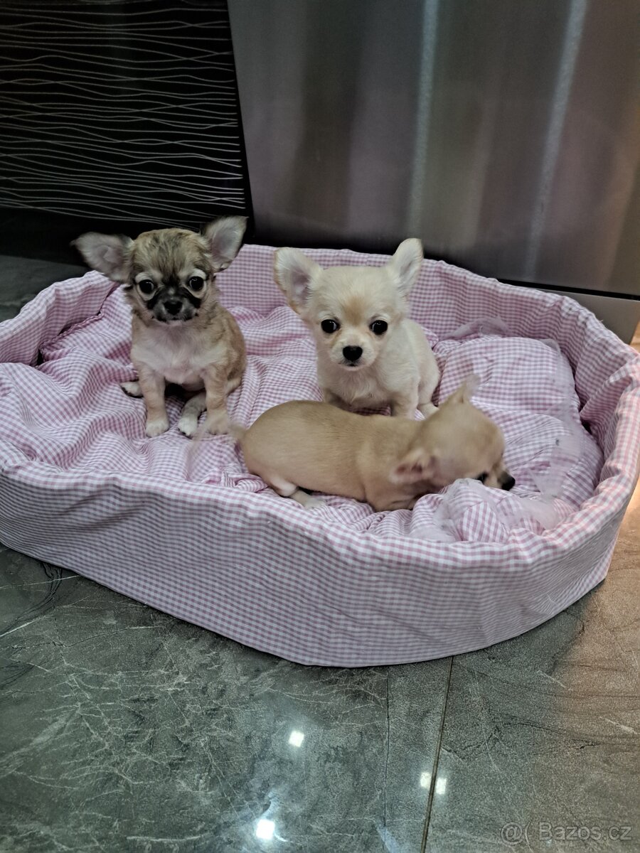 Čivava Mini Fenečky - 8