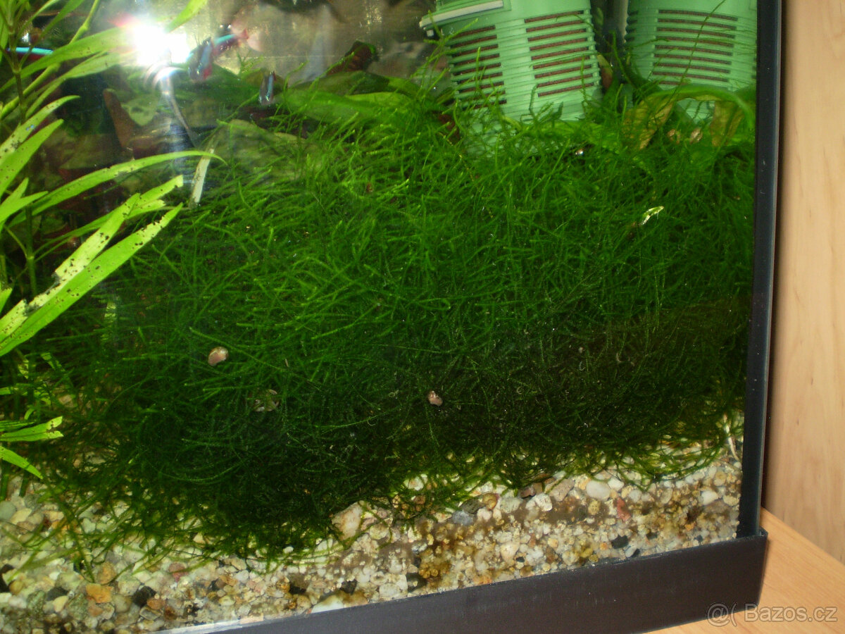 Rostliny - 8