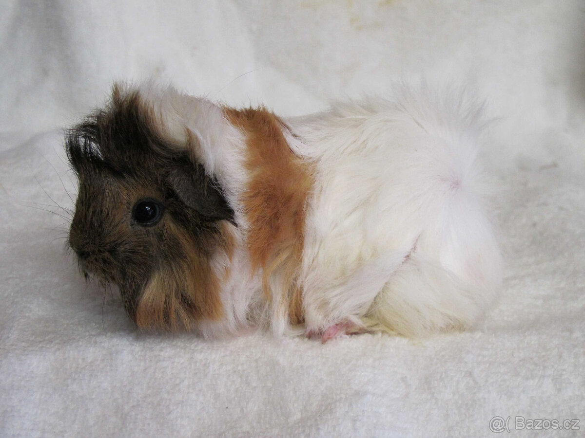 Morče peruánec - 8