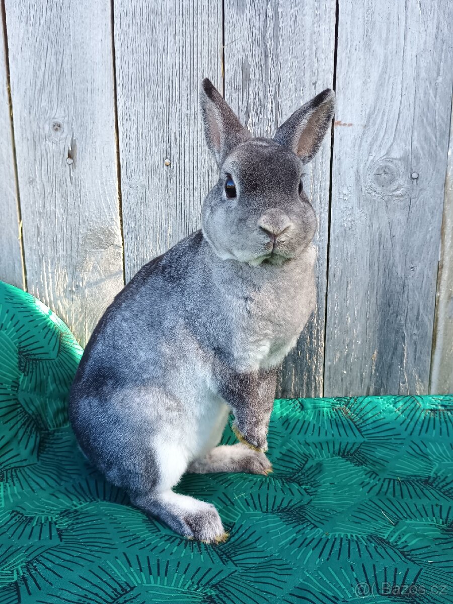 Zakrslý REX činčilový oceněná mláďata - 8