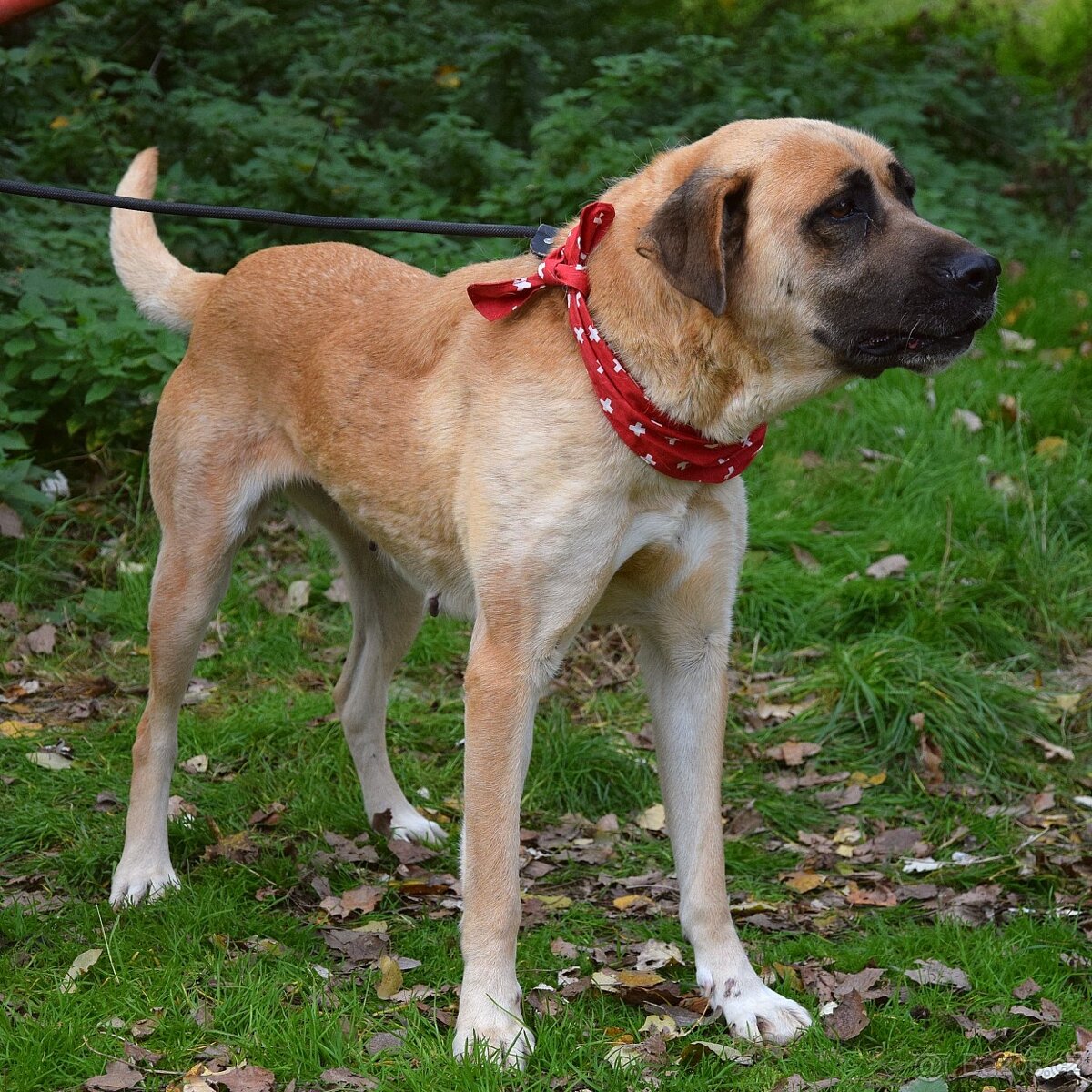 🐶 Tina – krásná a oddaná společnice 💛 - 8