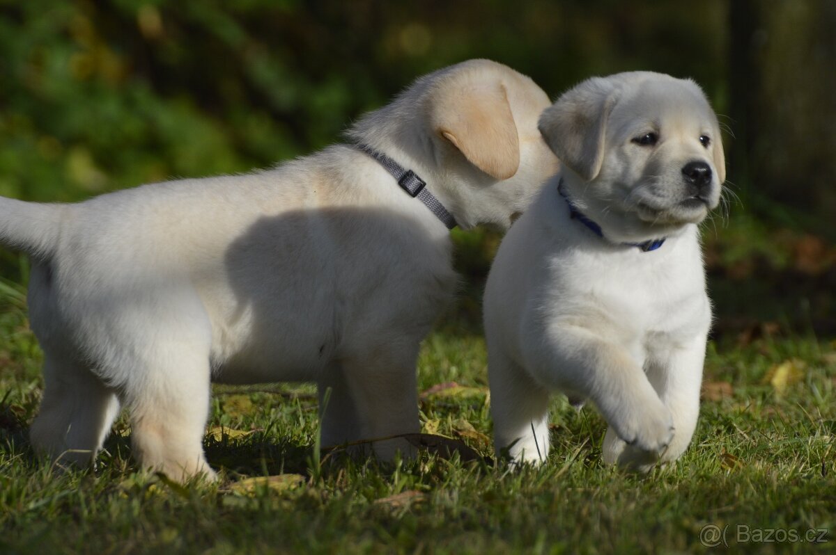 🐾 Labradorský retrívr s PP – štěňátka k odběru ihned 🐾 - 8