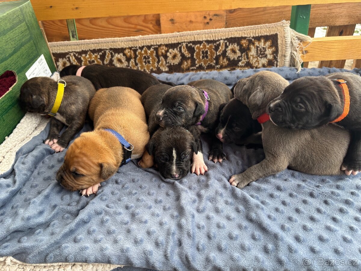 Americký stafordsirsky terier, Stafford, amstaf - 8